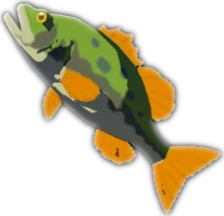 海拉鲁鲈鱼